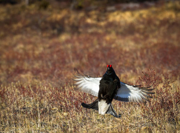 istock Black grouse - Tetrao tetrix - jumping at lek in Norway 649749836