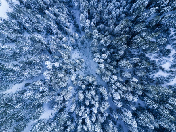 verschneiten wald luftaufnahmen der vogelperspektive - snow winter mountain horizon over land stock-fotos und bilder