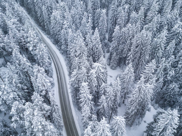 istock aerial view of snow covered pine forest 649750474