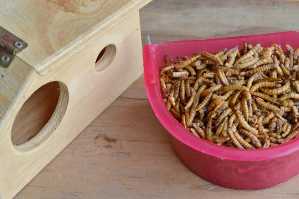 istock dry worm for feeding rodent or bird with lizard 649750584