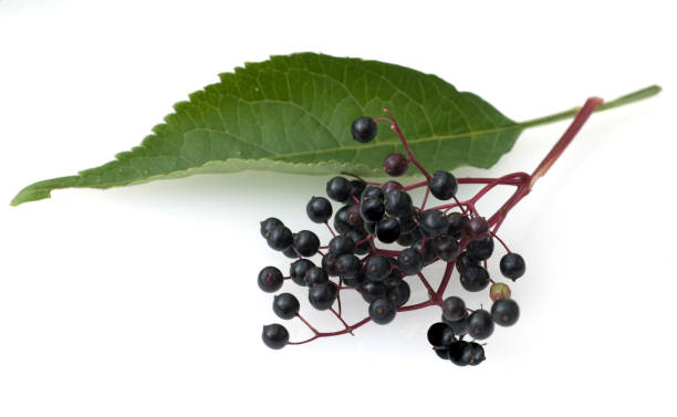 istock Sambucus nigra; Elderberry 649751118