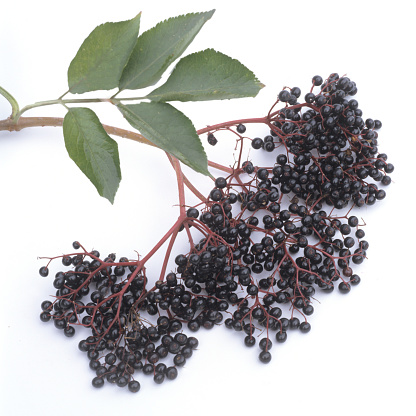 Sambucus nigra; Elderberry