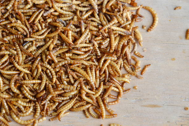 istock dried worm for feeding rodent and bird with lizard 649751152