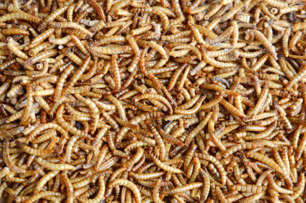 istock dried worm for feeding rodent and bird with lizard 649751388