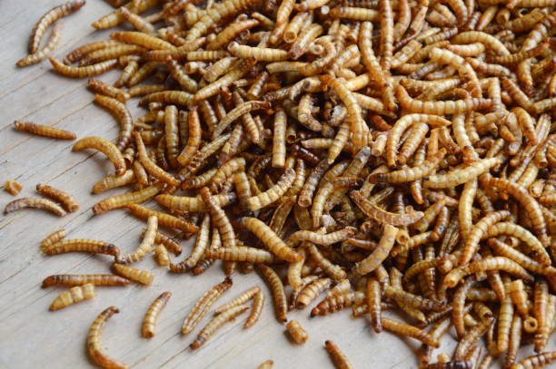 istock dry worm for feeding rodent and bird with lizard 649751408