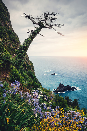 Beautiful landscape on north coast of Madeira island (Arco de Sao Jorge) with rocks, flowers and trees.