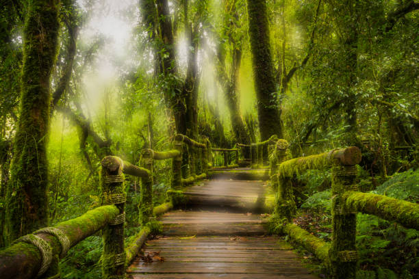 istock Walkway into the woods in white fog. 649756224