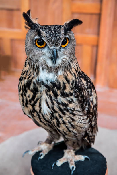 istock owl, night bird in the forest 649758466
