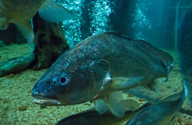 istock fresh water fish in aquarium, Fish Tank 649761366