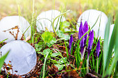 Group close-up of very big ice hailstones fallen from sky during a violent hailstorm in middle of plants and crocus flowers in bud in march end winter season