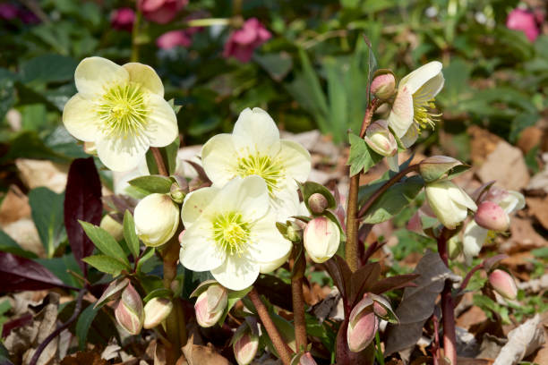 istock Helleborus flowers in early spring 649773910