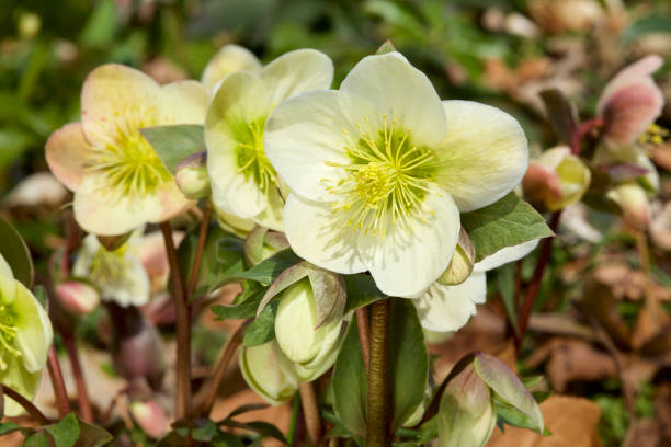 istock Helleborus flowers in early spring 649774376