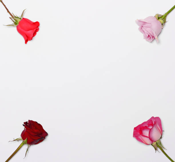 istock Four roses in four corners and blank space in middle for your text or add - Flat lay 649777306