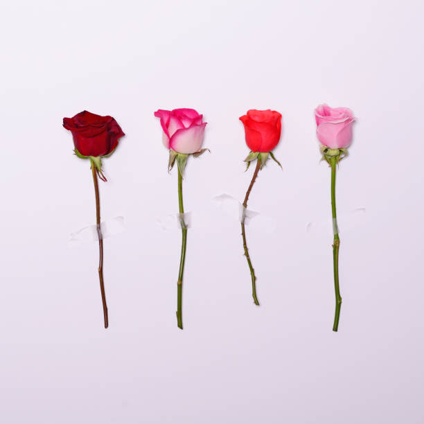 istock Four roses taped on white background - Minimal flat lay concept 649777364