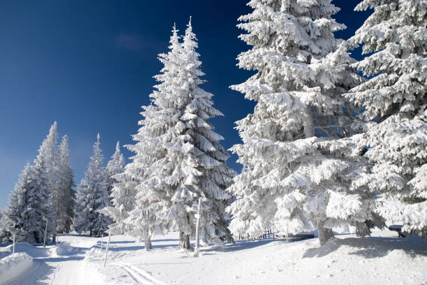 istock Snowy fir trees and blue sky 649777604