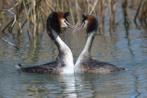 istock Couple of great crested grebe in courtship. 649778198