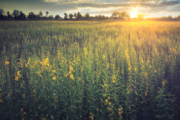 istock Yellow flower fields with sunset damatic landscape nature background. 649787964