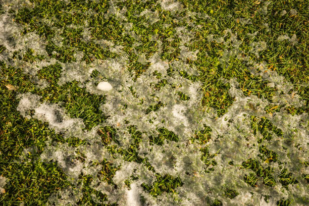 istock Grass covered with snow - Snow in Athens -  unique event 649788320