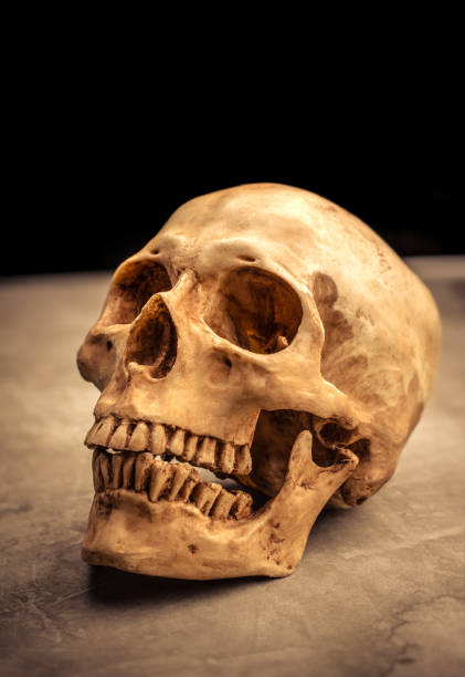 istock human skull on grunge floor with dark black background. 649790936