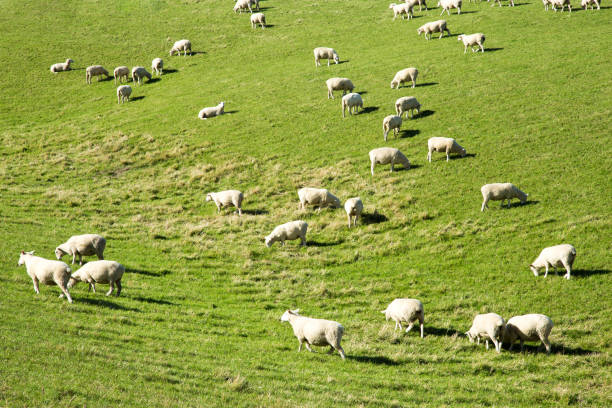istock beautiful pasture with animals near hill 649791286