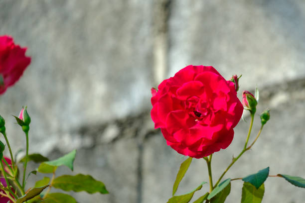 istock red rose in the garden 649791628