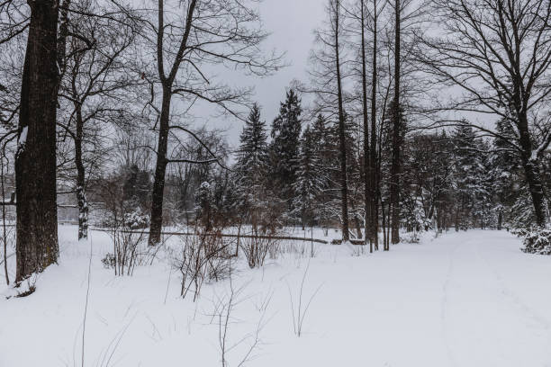 istock Idyllic Snowy Landscape in the Park 649795596