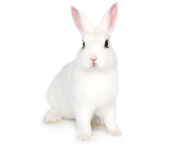 weißer hase isoliert auf weiß - kaninchen stock-fotos und bilder