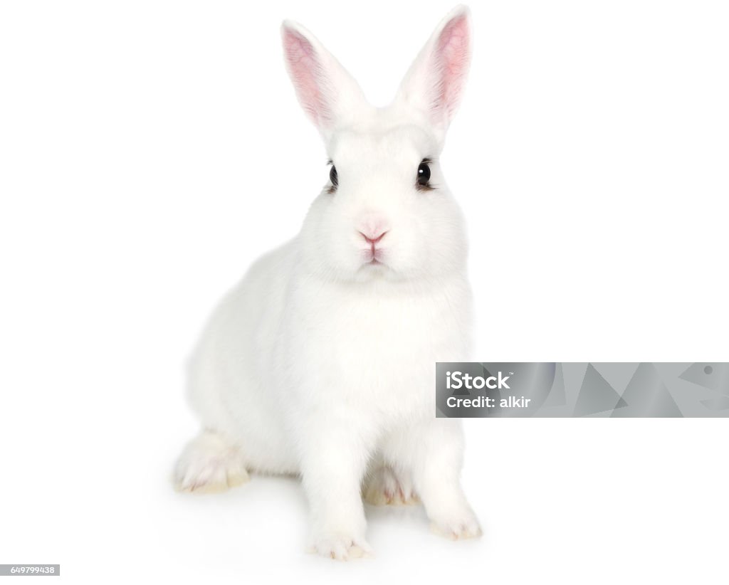 White Bunny isolated on white Cute white fluffy Bunny isolated on white background Rabbit - Animal Stock Photo