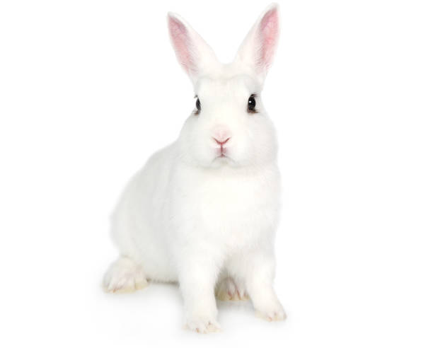 White Bunny isolated on white Cute white fluffy Bunny isolated on white background baby rabbit stock pictures, royalty-free photos & images