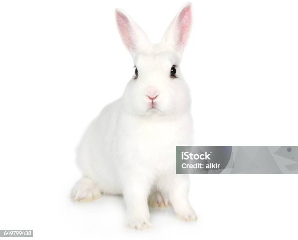 White Bunny Isolated On White Stock Photo - Download Image Now - Rabbit - Animal, White Color, Baby Rabbit