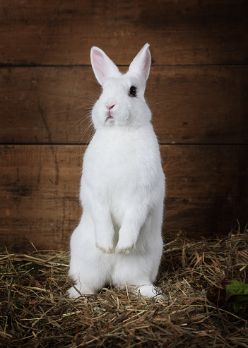 House Rabbit Full Body Standing Rabbit Standing On Hind Legs Stock Photo - Download Image Now ...