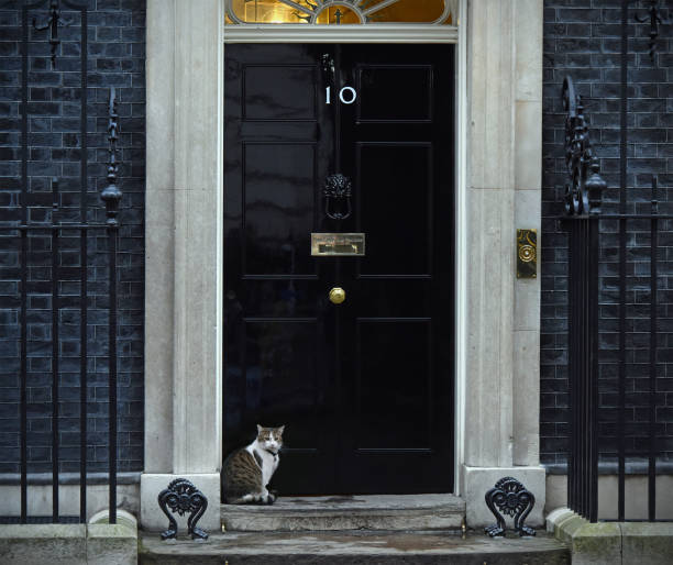 gatto di downing street - whitehall street downing street city of westminster uk foto e immagini stock