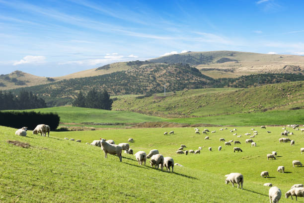 istock beautiful pasture with animals near hill 649803202