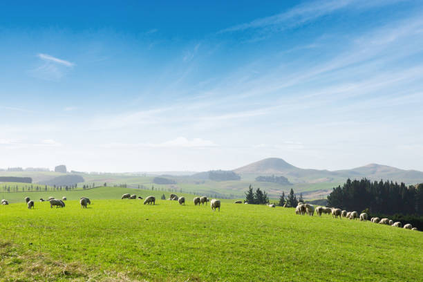 istock beautiful pasture with animals near hill 649803868