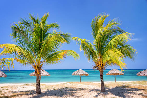 istock Straw umbrellas and palm trees on a beautiful tropical beach 649806852
