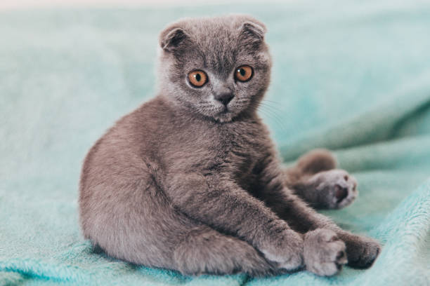 Scottish fold kitten stock photo