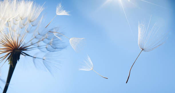 flying dandelion flying dandelion seeds on a blue background dandelion photos stock pictures, royalty-free photos & images