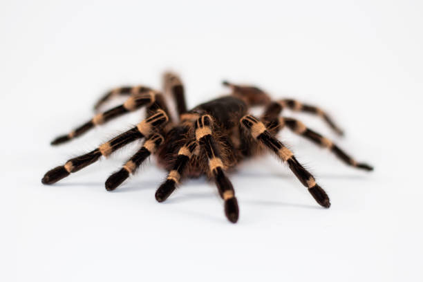 istock tarantula spider up close on a white background on the back. The unusual pet. 649824994
