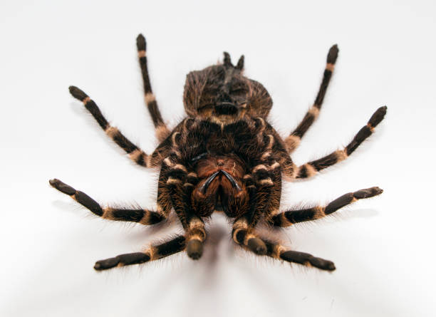 istock tarantula spider up close on a white background on the back. The unusual pet. 649828876