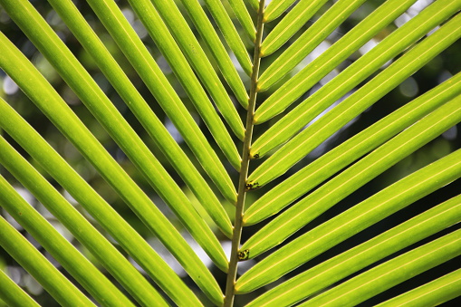 Close-up of a beautiful coconut palm leaf on Praslin Isalnd, Seychelles at the Indian Ocean.