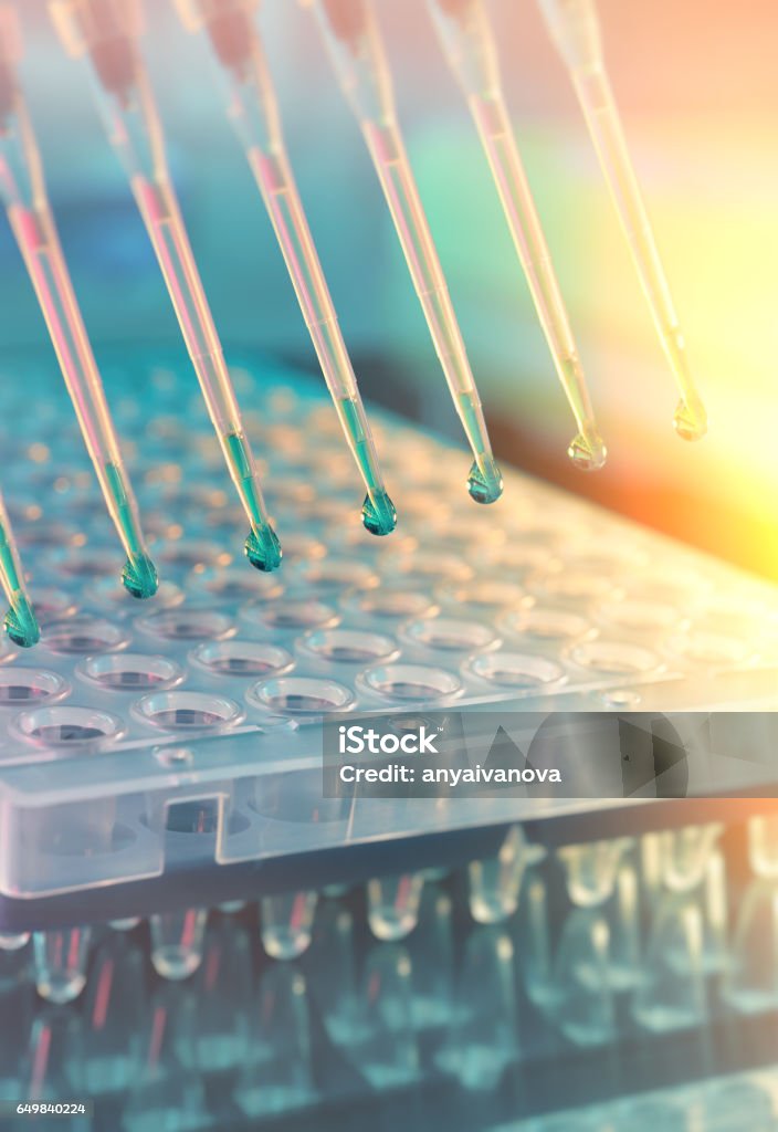 Scientific background. Multichannel pipette tips for DNA analysis Scientific background. Multichannel pipette tips filled in with reaction mixture to amplify DNA in plastic wells. This image is toned. Healthcare And Medicine Stock Photo