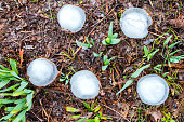Group close-up top view of very big ice hailstones fallen from sky during a violent hailstorm in middle of plants on wet ground in march end winter season
