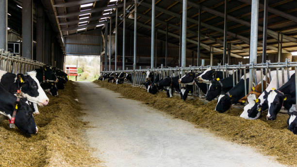 istock cows in a farm. Dairy cows in a farm 649846936