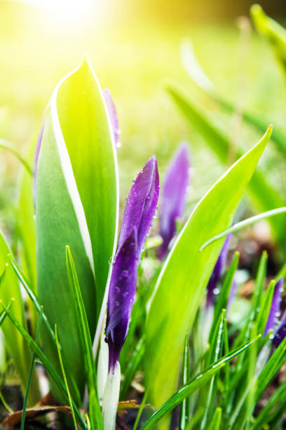 schöne frische bündel von lila farbe krokus kleine blumen in knospe eröffnung in der frühlingssaison im märz unter sonnenlicht auf dem boden mit nassen pflanze aufgrund des morgentau - flower purple macro bud stock-fotos und bilder