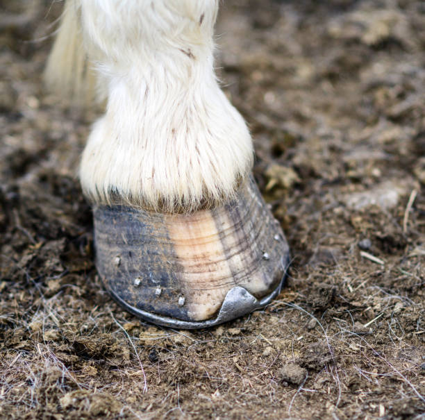 istock Close up of horseshoe 649852480