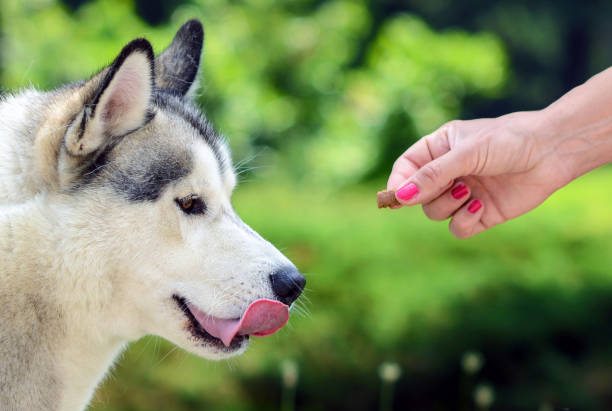 istock Feeding dog - Owners hand feeding dog 649852592