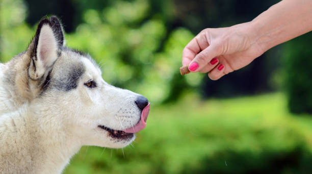 istock Feeding dog - Owners hand feeding dog 649852598