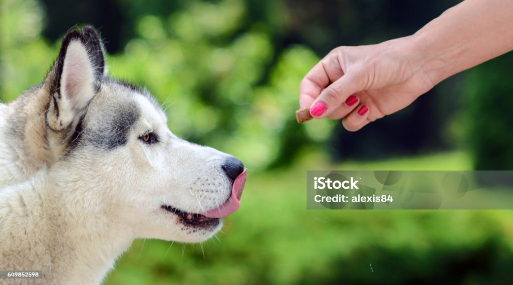 Feeding dog - Owners hand feeding dog Animal Stock Photo
