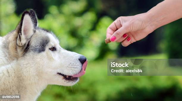 Feeding Dog Owners Hand Feeding Dog Stock Photo - Download Image Now - Animal, Animal Body Part, Animal Eye