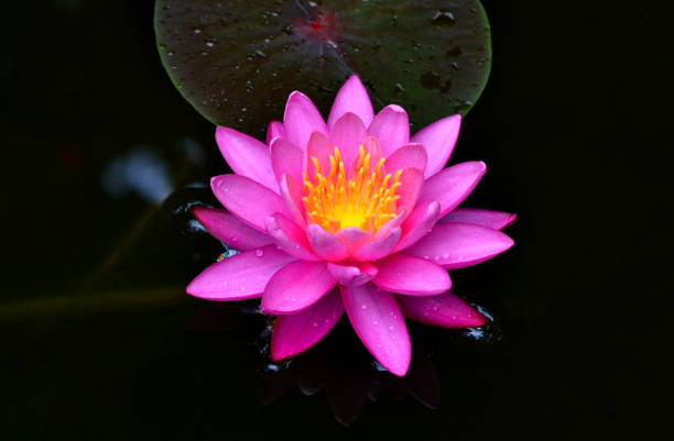 lys rose sur l’étang - pond water lily water drop photos et images de collection